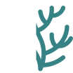 coral-svgrepo-com 1