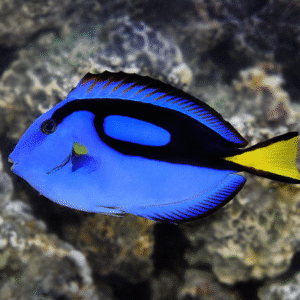 Blue Hippo Tang (Palette Surgeonfish)