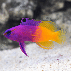 Royal Gramma (Gramma loreto)