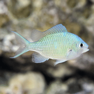 Green Chromis (Chromis viridis)