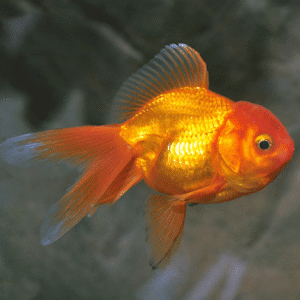 Red Oranda Goldfish (Carassius auratus)