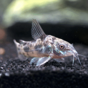 Peppered Cory Catfish (Corydoras paleatus)