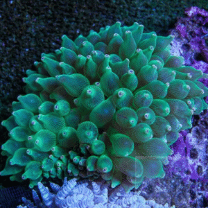 Green Bubble Tip Anemone (Entacmaea quadricolor)