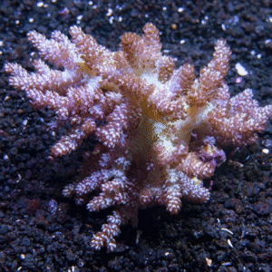 Kenya Tree Coral (Capnella sp.)