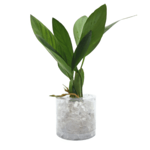 Anubias sp. Hastifolia – Medium Aquarium Tube Plant