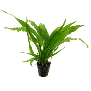Java Fern (Microsorum pteropus) – Aquarium Tube Plant