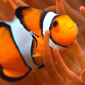 Ocellaris Clownfish (False Percula Clownfish)