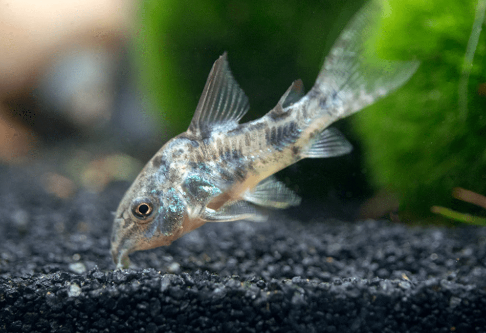 image 145