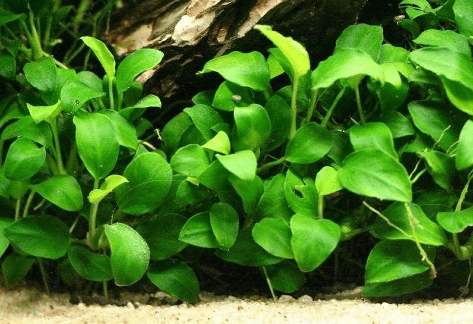 image 16j3