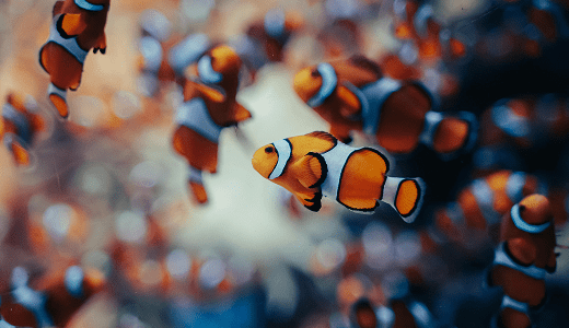 pexels-benni-fish-40038242-26736695 1